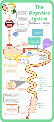 digestion infographic.jpg